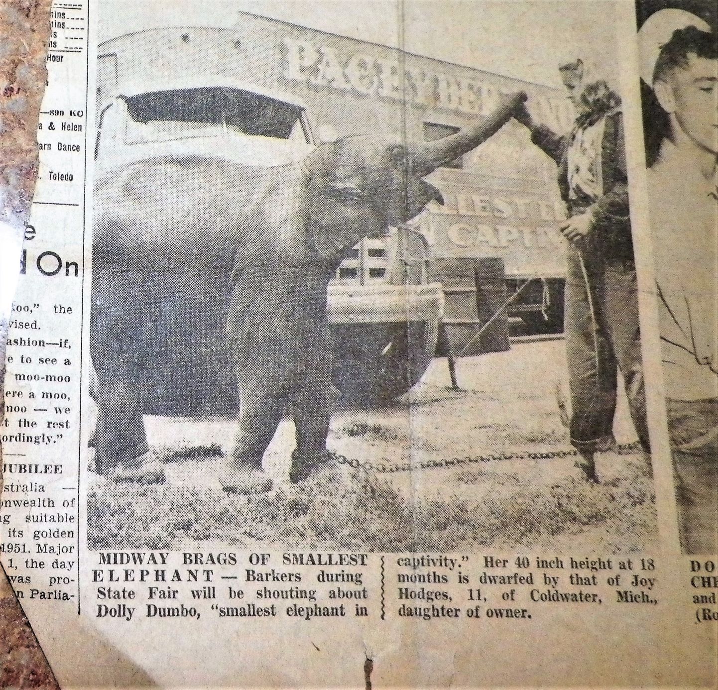 MOM PHOTO IN NEWSPAPER WITH BABY ELEPHANT 1A_A.jpg