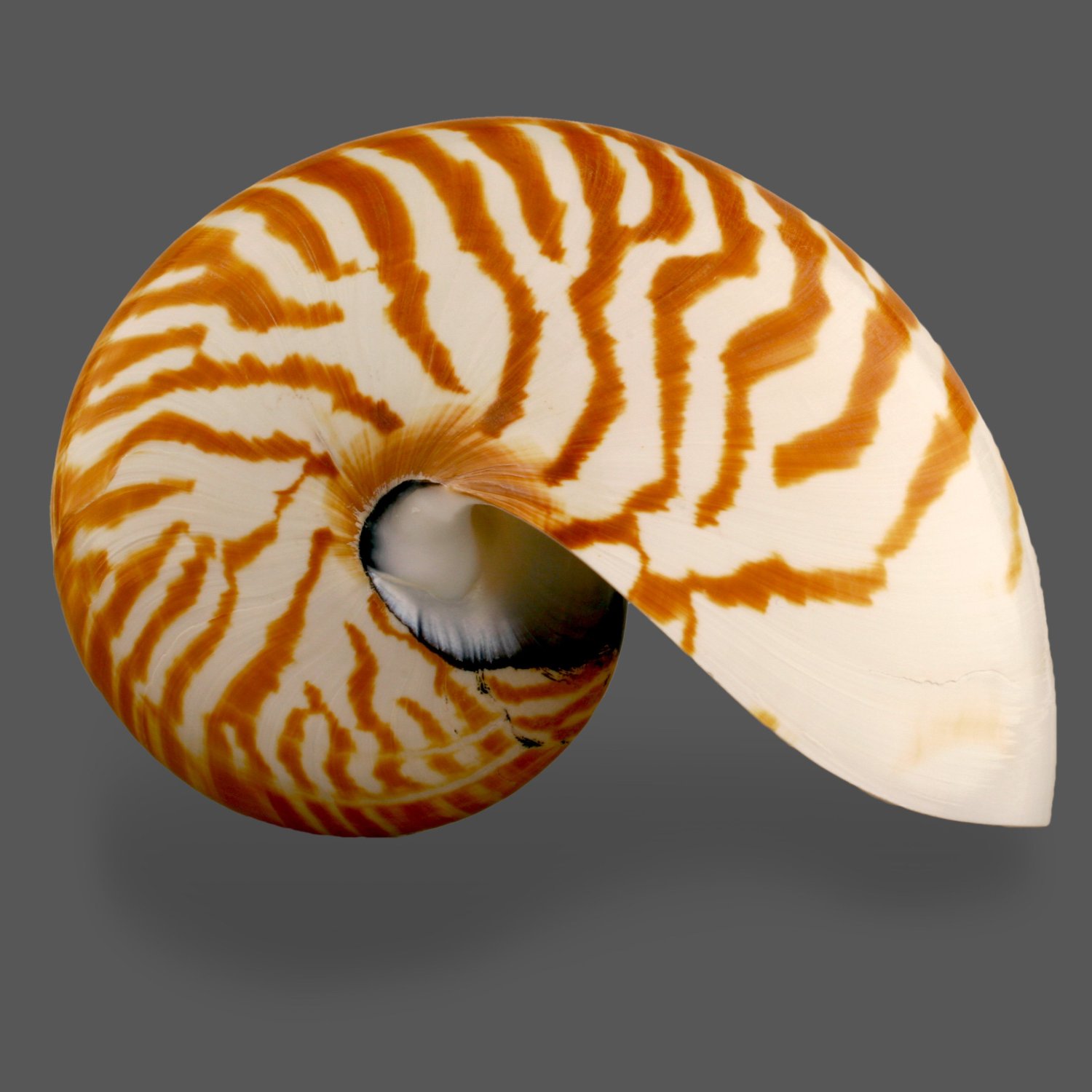 nautilus.jpg