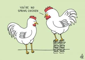 no spring chicken.jpg