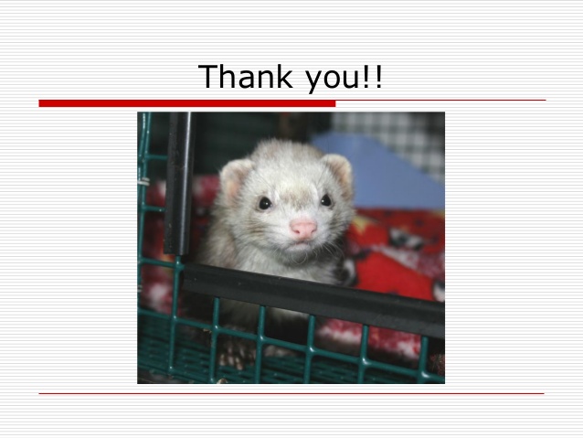 nursing-care-of-postsurgical-sick-and-debilitated-ferrets-78-638.jpg