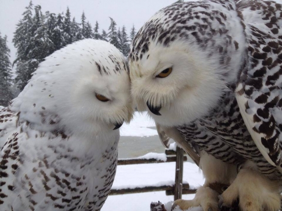 owl-lovers.jpg