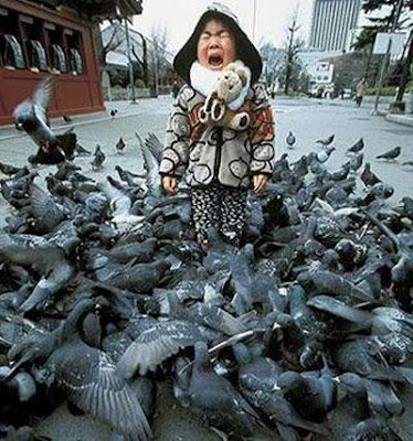 pigeon_attack.jpg