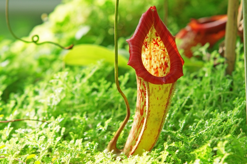 pitcher-plant (800x533).jpg