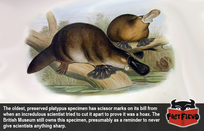 platypus.jpg