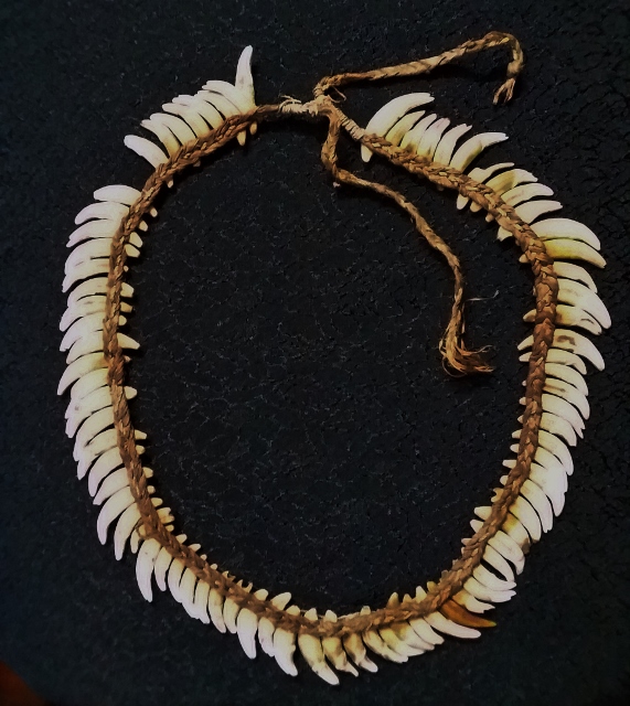 PNG dog tooth necklace (571x640).jpg