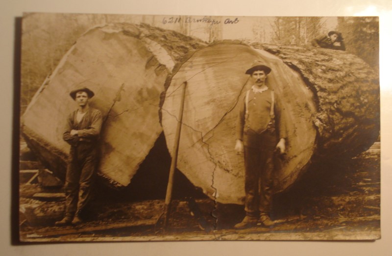 postcard lumberjacks seattle washington tree trunk.jpg