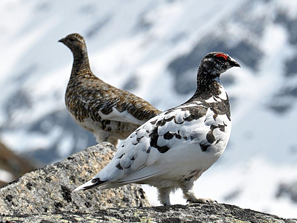 Ptarmigan,_Rock_JanFrodeHaugseth.jpg