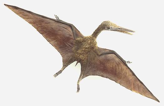 pterodactyl.jpg