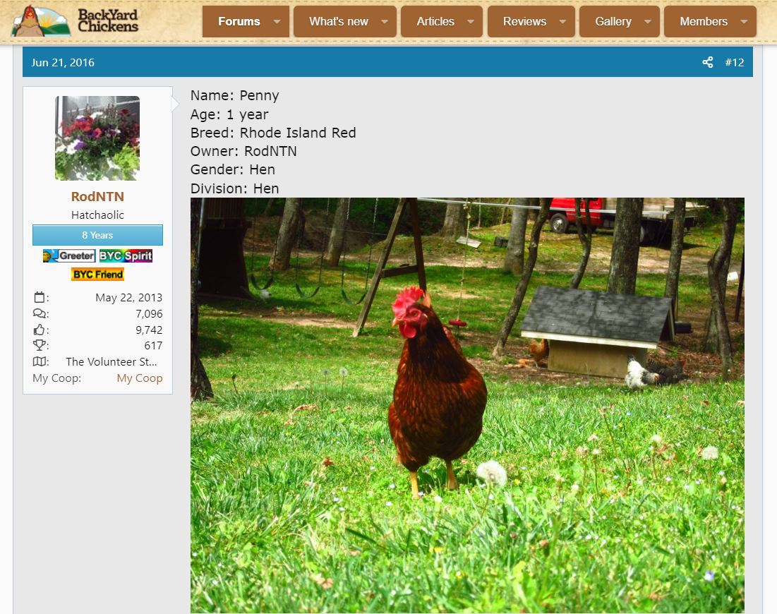 rhode-island-red-hen.JPG