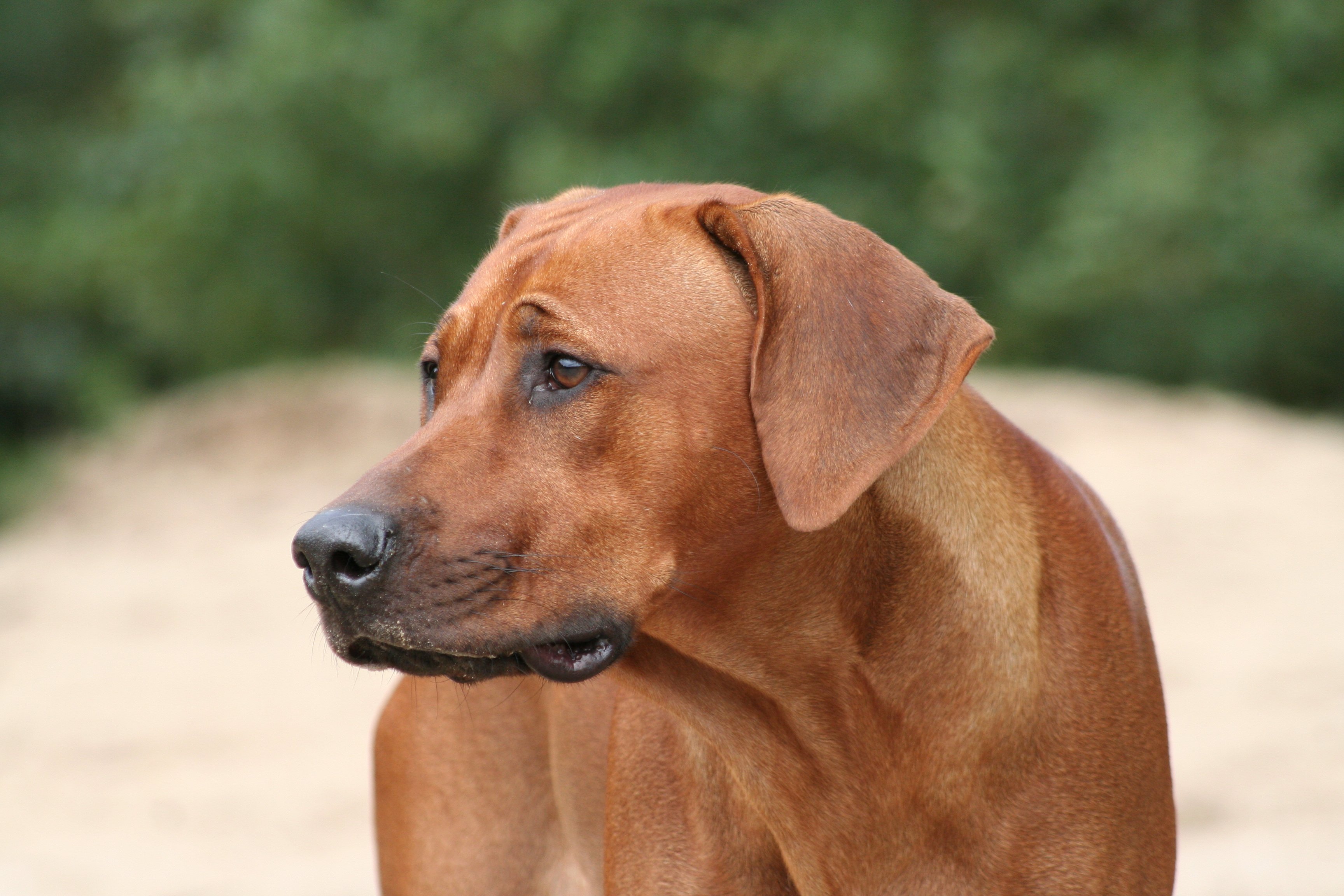 Rhodesian_ridgeback_head_study.jpg