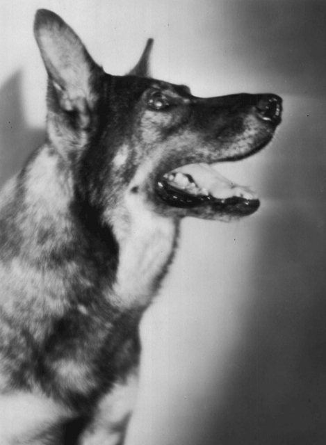 Rin_Tin_Tin_1929 (469x640).jpg