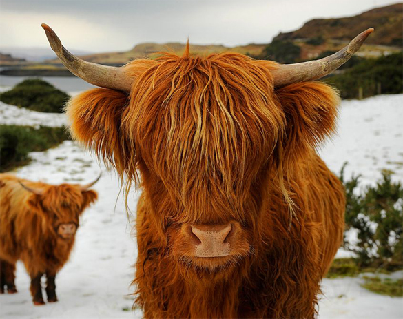 Scottish steer.jpg