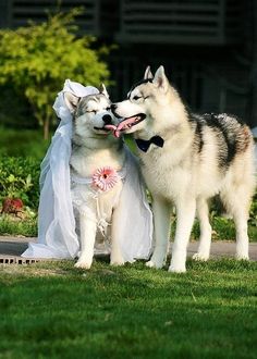 SiberainHuskyWedding.jpg