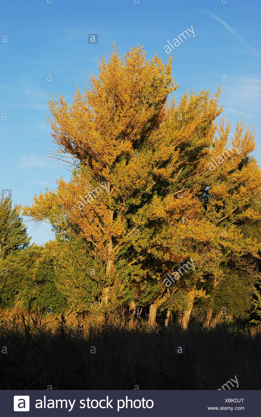 some-poplars-and-sunset-sigenza-province-of-guadalajara-castilla-la-mancha-spain-XBKDJT.jpg