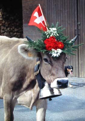 swiss cow.jpg