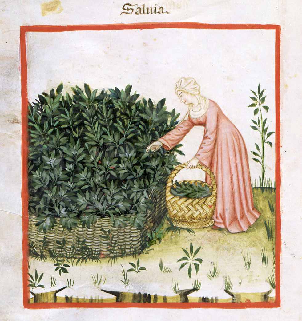 TACUINUM SANITATIS- La salvia planta medicinal - Biblioteca Casanetense Ms. 4182.jpg