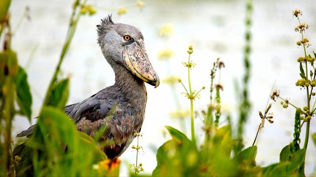 The-Shoebill.jpg