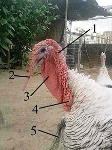 Turkey anatomy.jpg