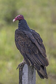 Turkey_vulture_(Cathartes_aura)_Orange_Walk.jpg