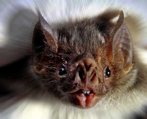 vampire-bat-01.jpg