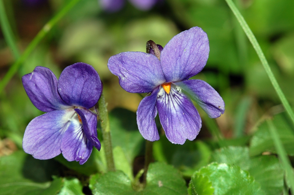 Viola_odorata_fg01.jpg