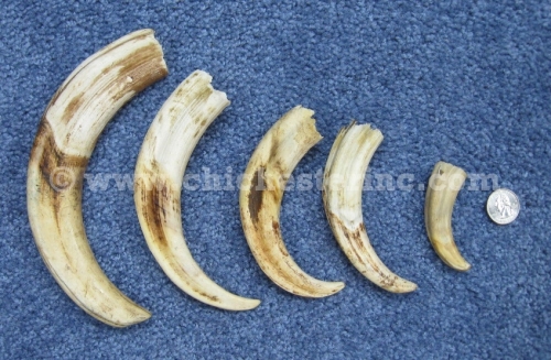 warthog tusks.jpg