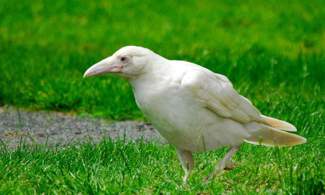 white_raven1by YIP.jpg