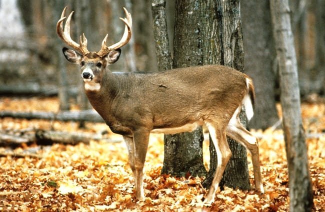 Whitetail-Deer-1-650x425.jpg