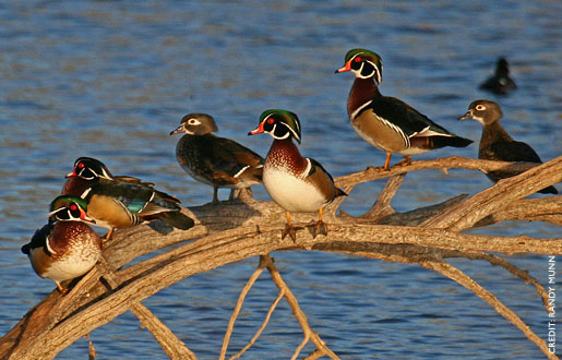 woodDuck1.jpg