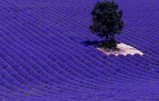 work_421962_6_flat,550x550,075,f_lavender-fields-of-provence.jpg