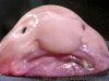 blobfish.jpg