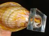 2193.6 Sea Shell Art Glass Vase.JPG