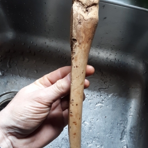 Carved bone