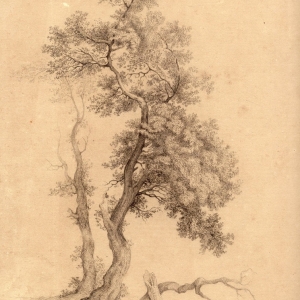XIX c Tree sketch